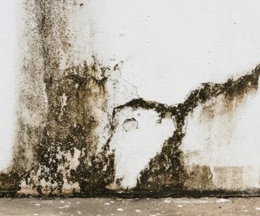 Black Mould