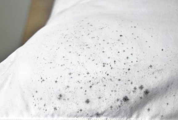 Mould on Clothes